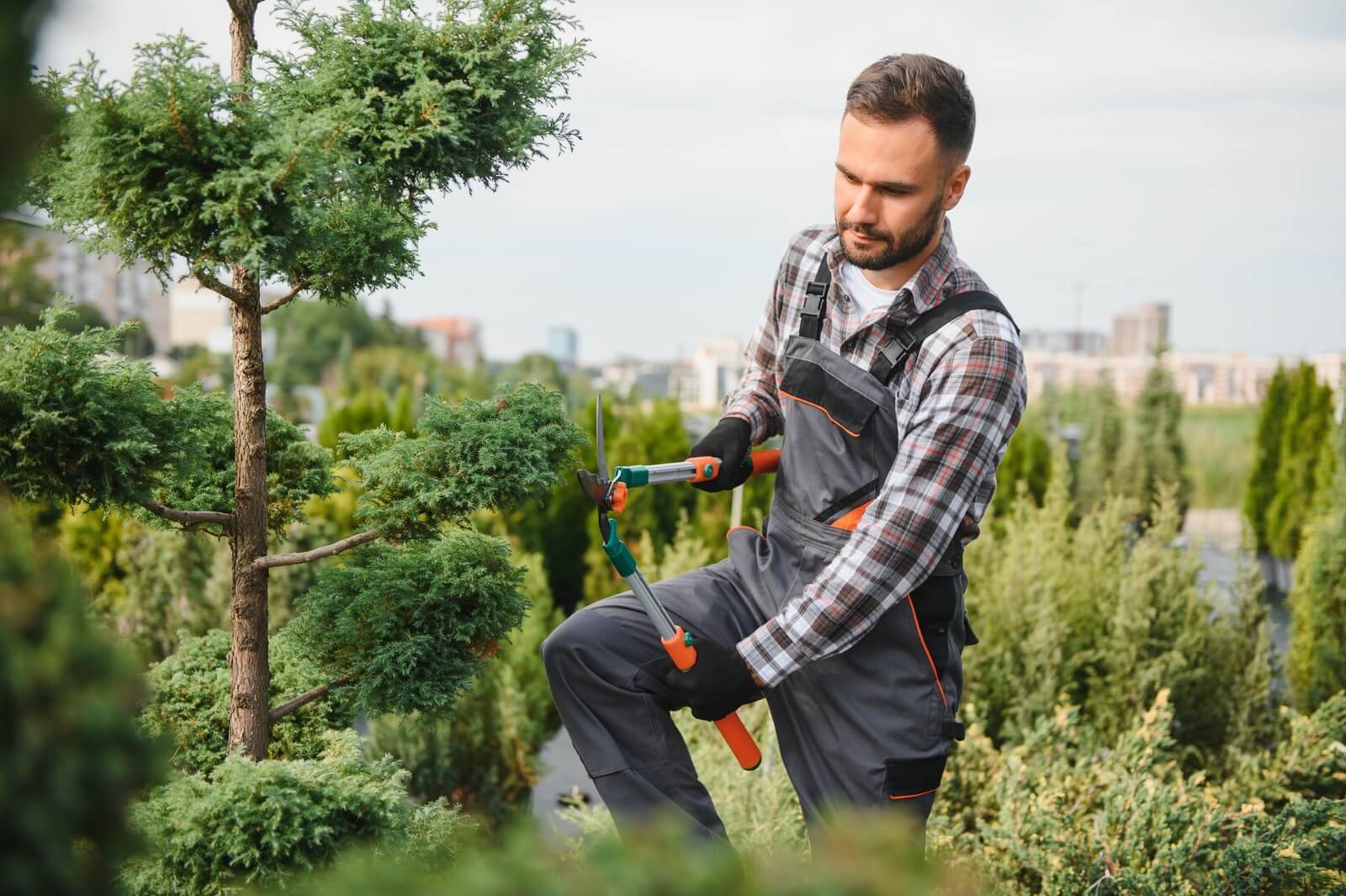 garden pruning works to maintain the appearance of 2025 02 06 02 06 41 utc.jpg
